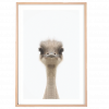 Baby Emu Framed Print
