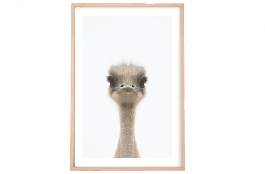 Baby Emu Framed Print