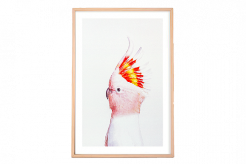 Baby Cockatoo Framed Print