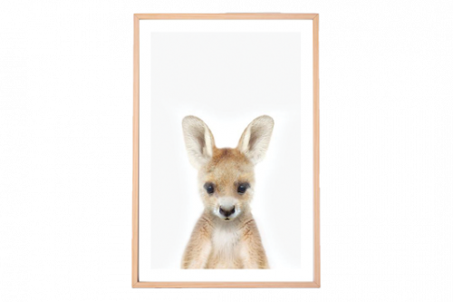 Baby Kangaroo Framed Print
