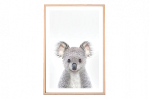Baby Koala Framed Print