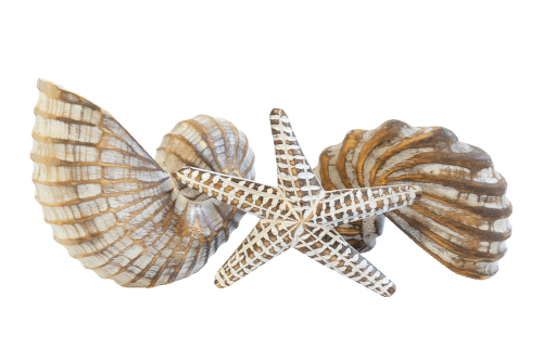 Seashells-and-Conches