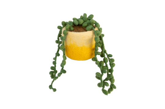 Felt String of Pearl Plant