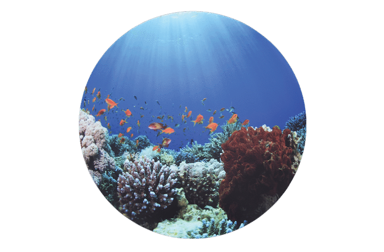 Under The Sea Discovery Playmat