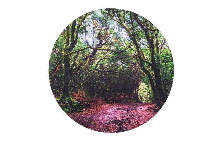 Forest Discovery Playmat