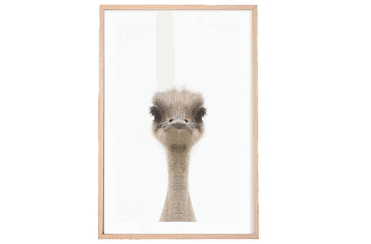 Baby Emu Framed Print