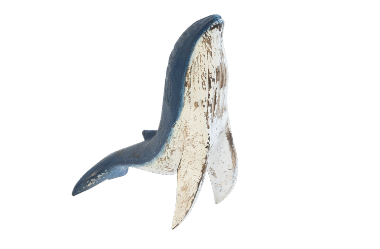 Humpback Whale