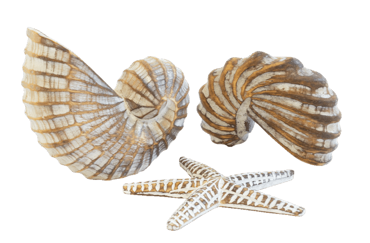 Star Fish & Shell Set