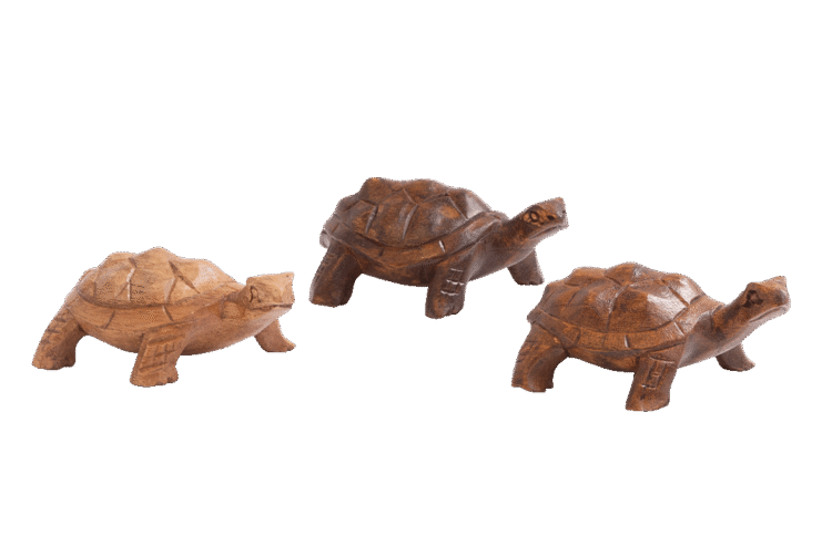 Turtle 3pc