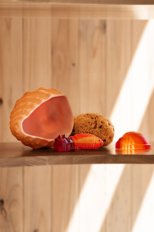 Shells 6pc