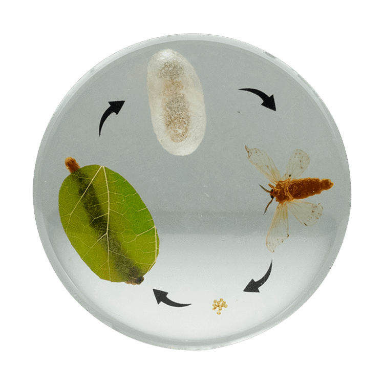Round life cycle - Moth