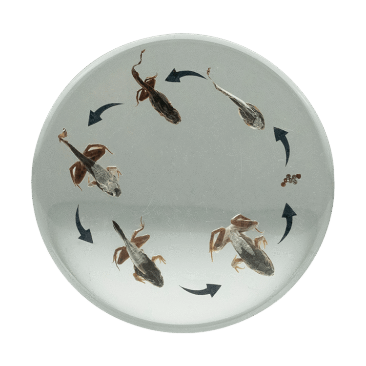 Round Life Cycle - Frog