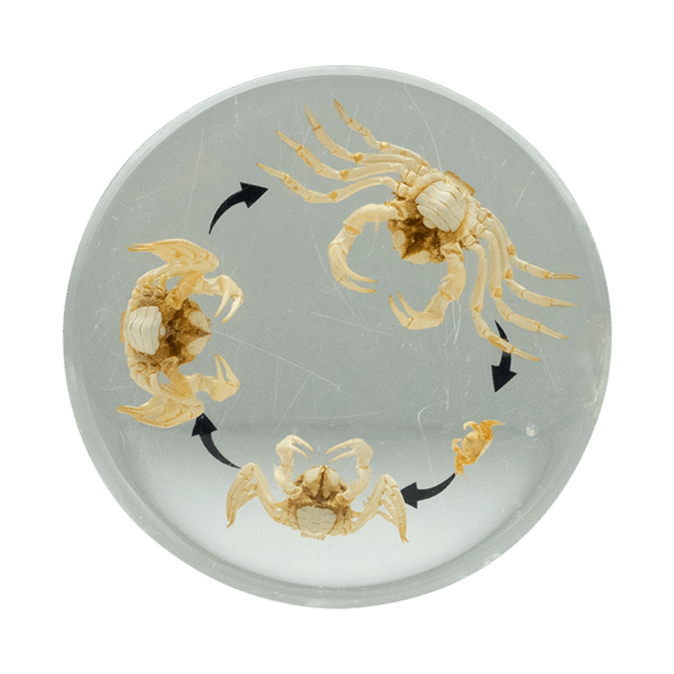 Round Life Cycle - Crab
