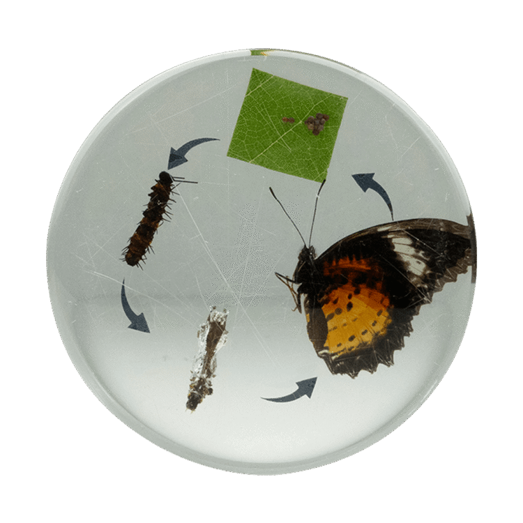 Round Life Cycle - Butterfly