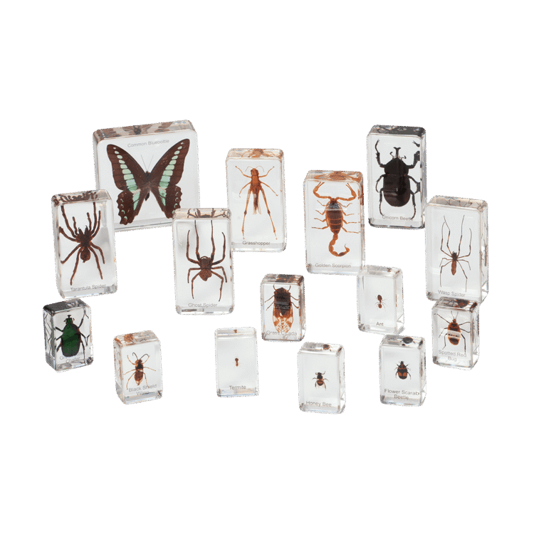 Insects Spiders large Set