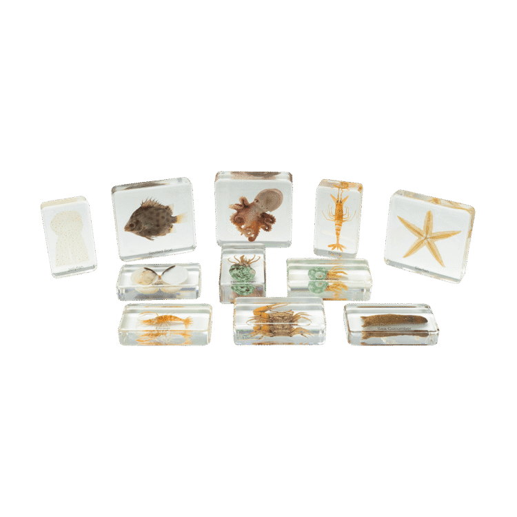 Mini beasts ocean set