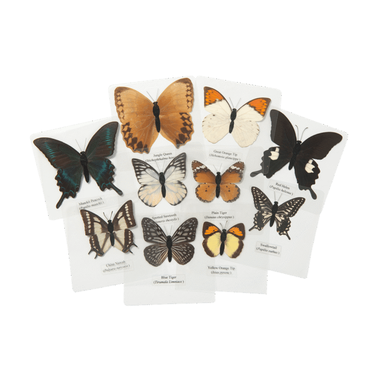 Laminated Butterflies