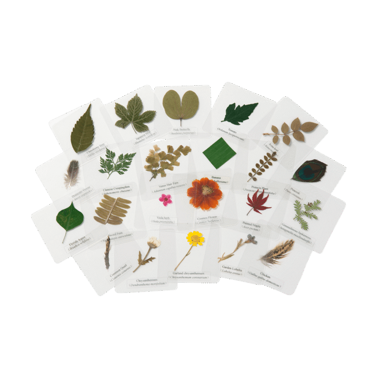 Laminated feathers plants
