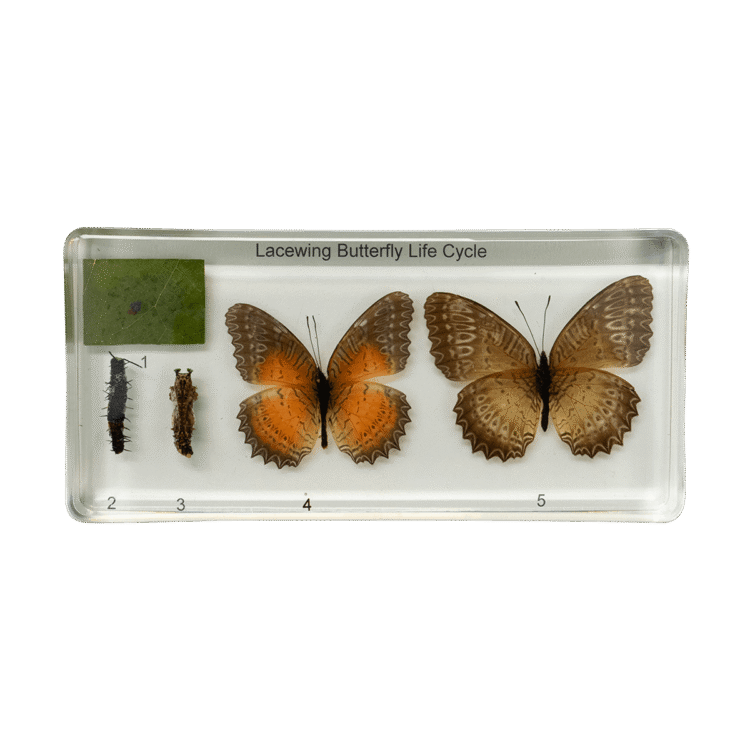 Life Cycle Lacewing Butterfly