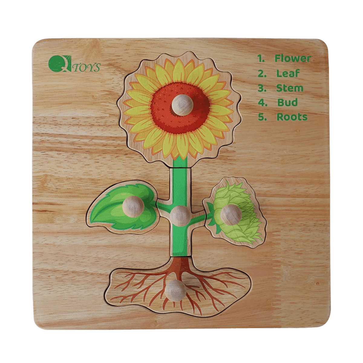 Parts of a plant