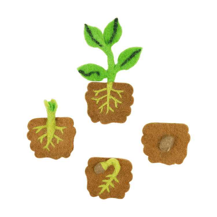 Felt Lifecycle of a Bean Plant