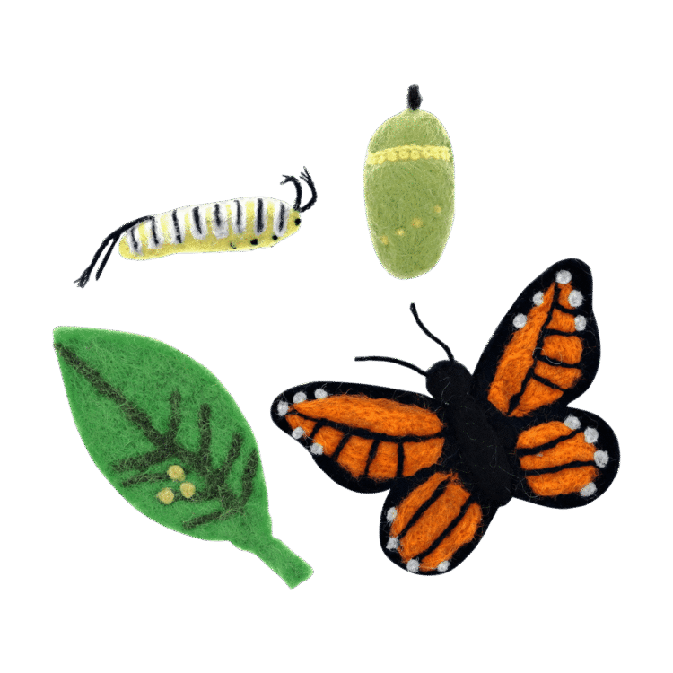 Felt life cycle of a monarch butterfly