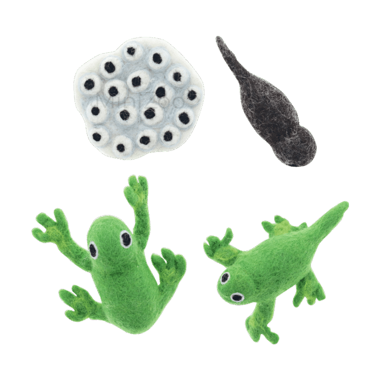 Felt Lifecycle of a Frog