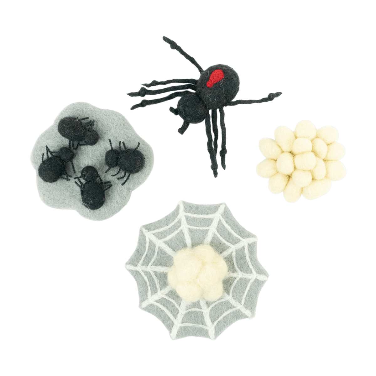 Life Cycle of a Redback Spider