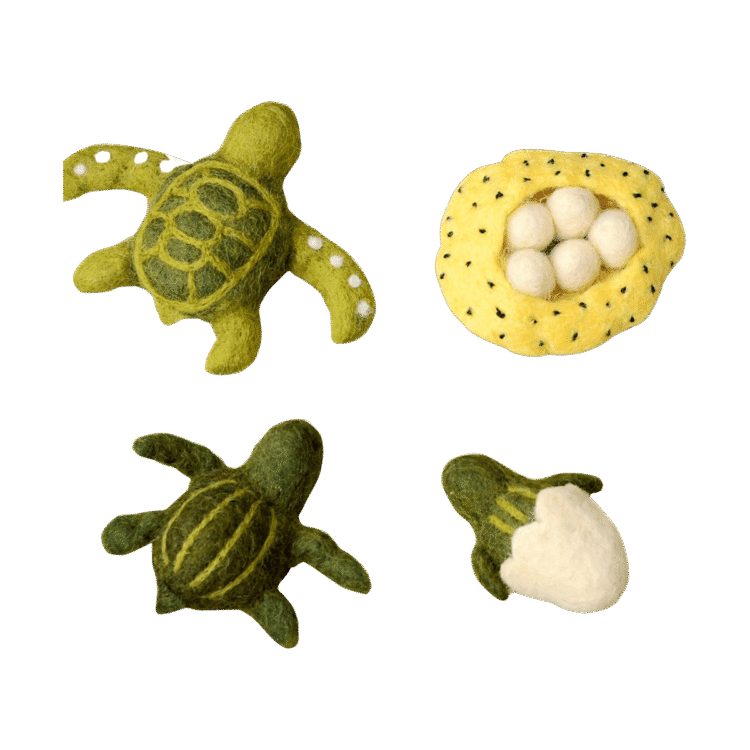 Felt life cycle of a green sea turtle