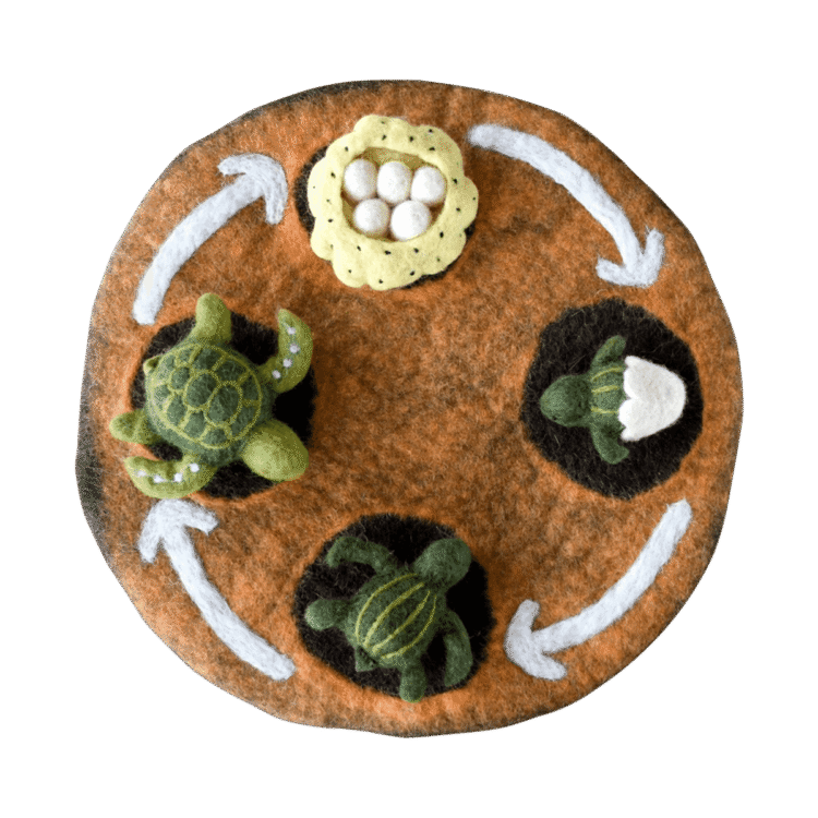Felt Life Cycle Of A Green Sea Turtle 4pc