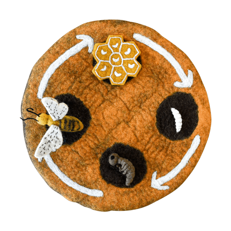 Felt Life Cycle Of A Honey Bee 4pc