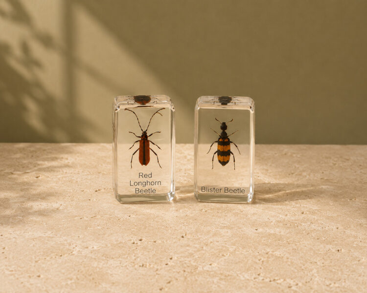Large Mini Beasts Beetles & Bugs 24pc
